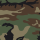 Woodland 